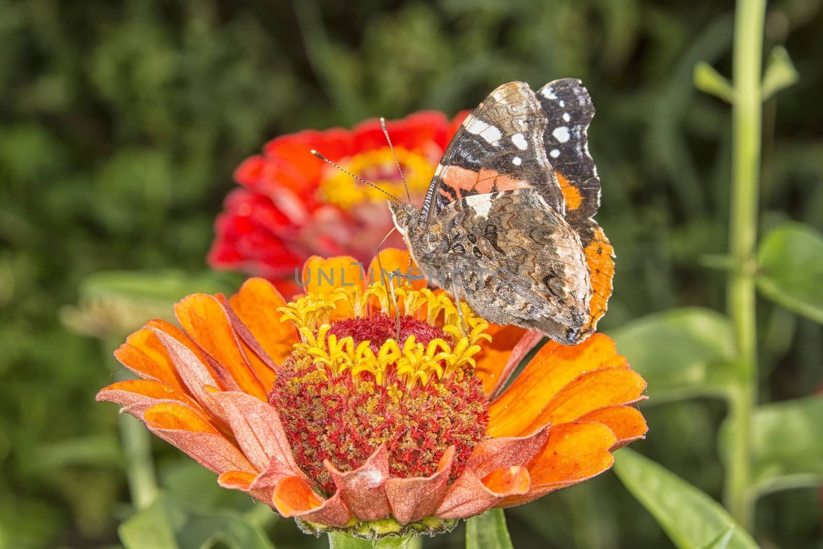 Butterfly on a red flower with a nice background.