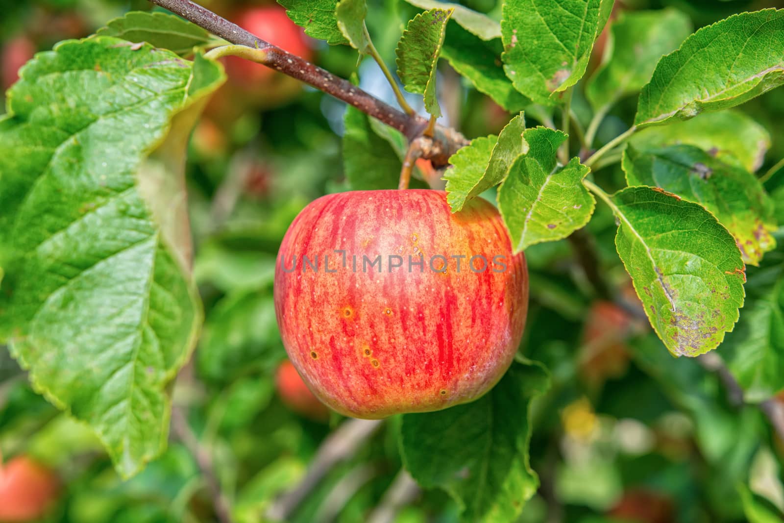 Beautiful red apple on a tree