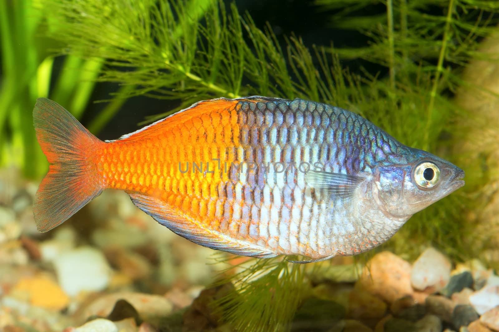 Rainbow fish from genus Melanotaenia in aquarium.