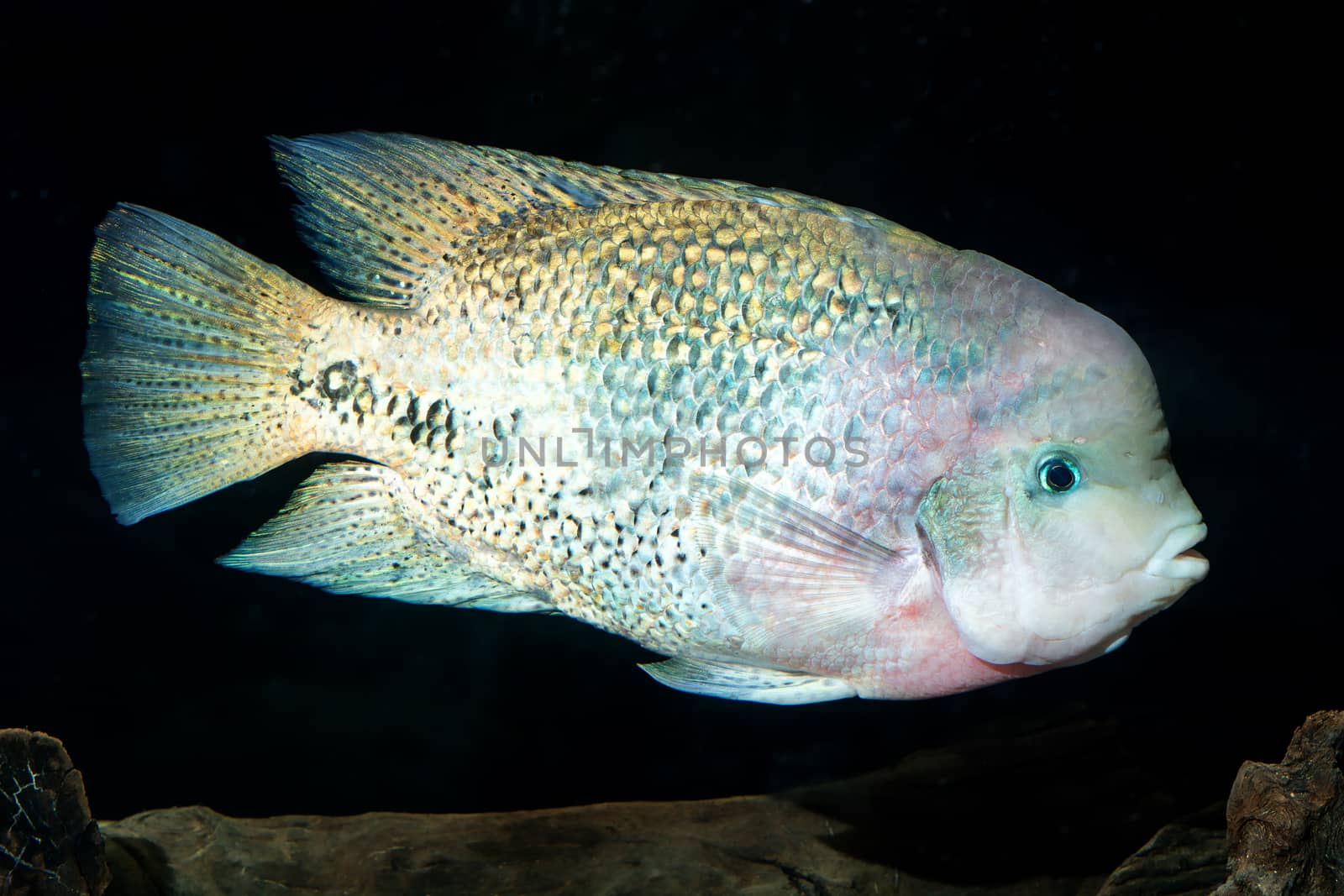 Aquarium cichlid fish from genus Vieja.