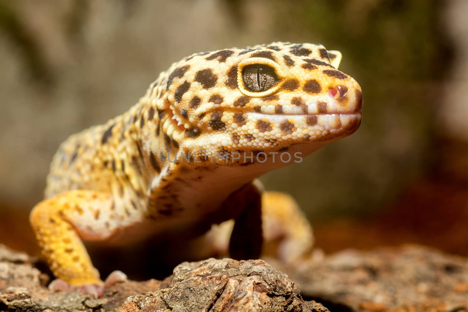Portrait of gecko with blurred background.