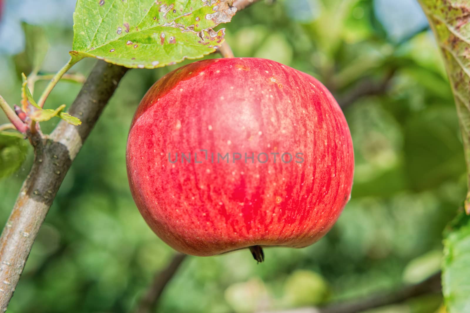 Beautiful red apple on a tree