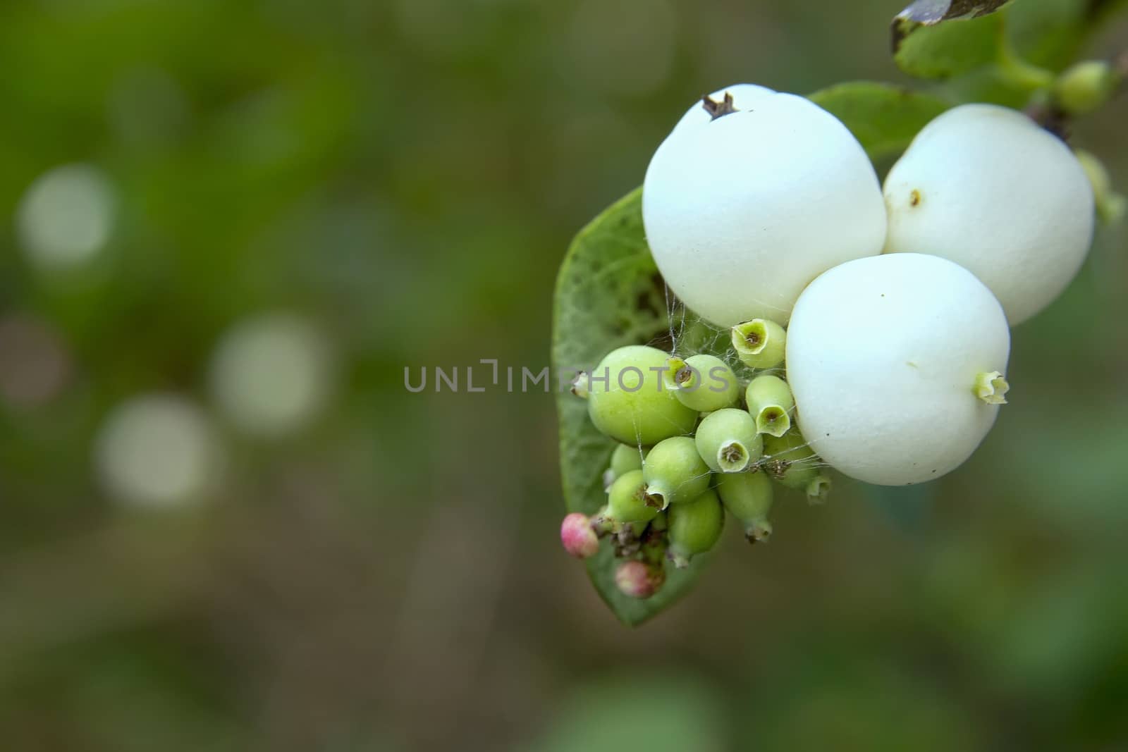 White berries no the bush with green and pink buds.