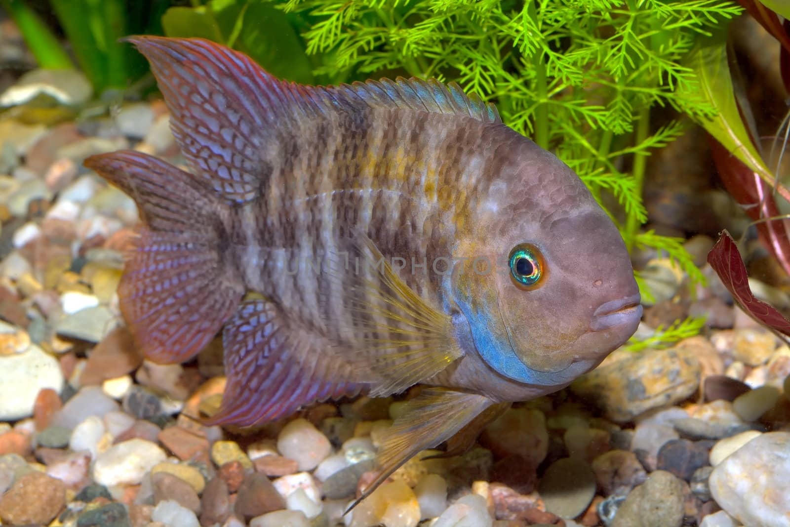 Tropical freshwater aquarium fish from genus Cryptoheros.