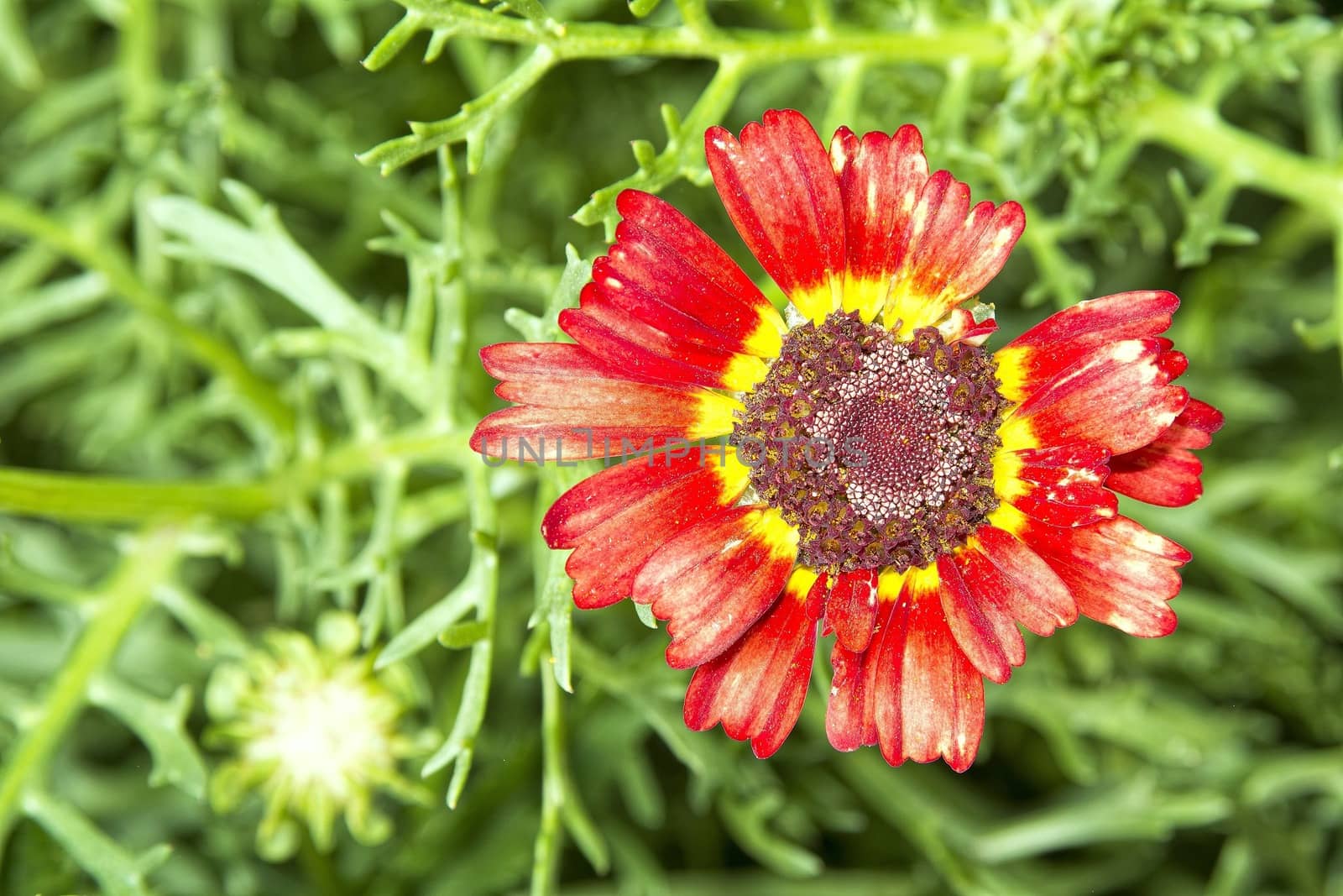 Nice flower with red yellow blossom with blurred background.