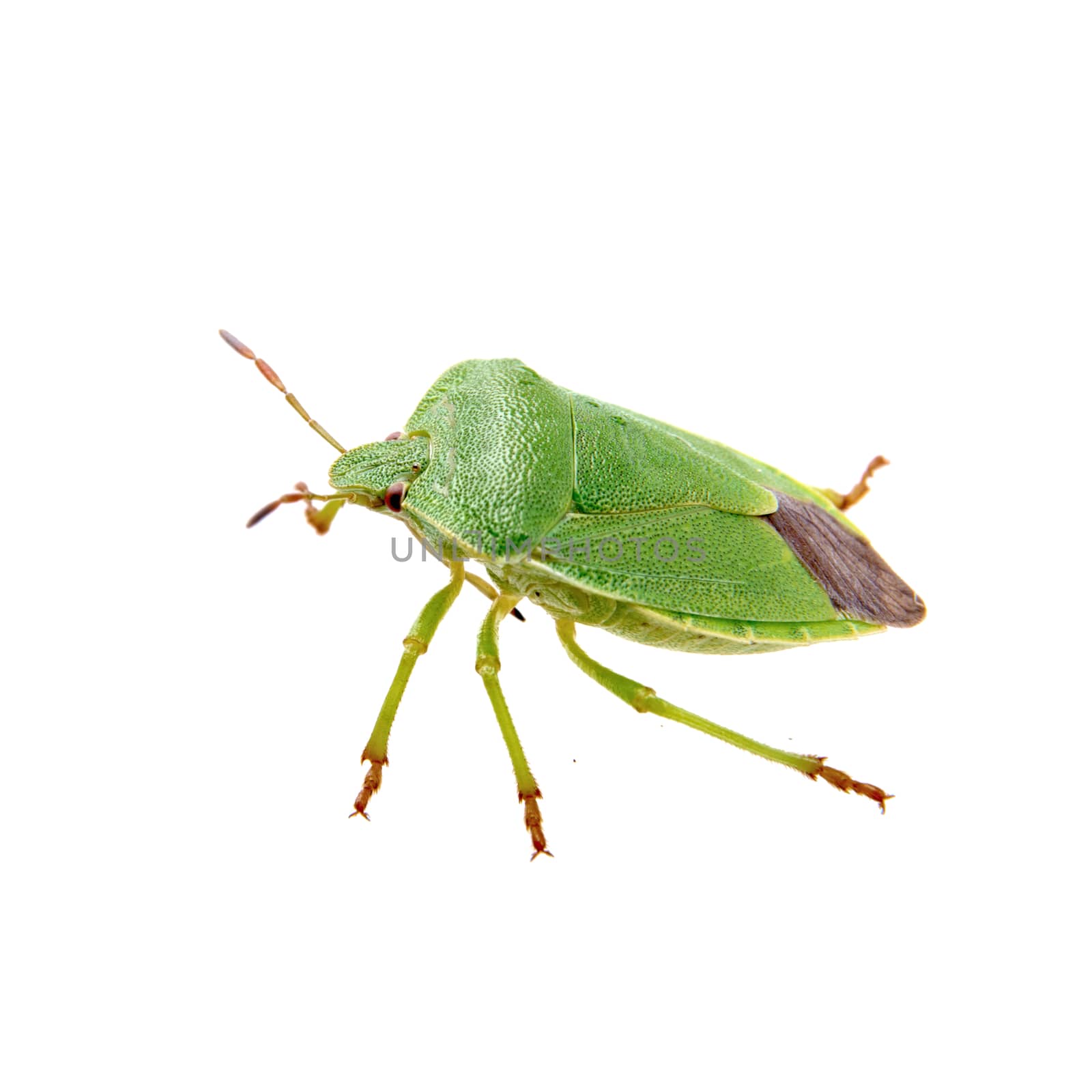 Green shield bug isolated on a white background