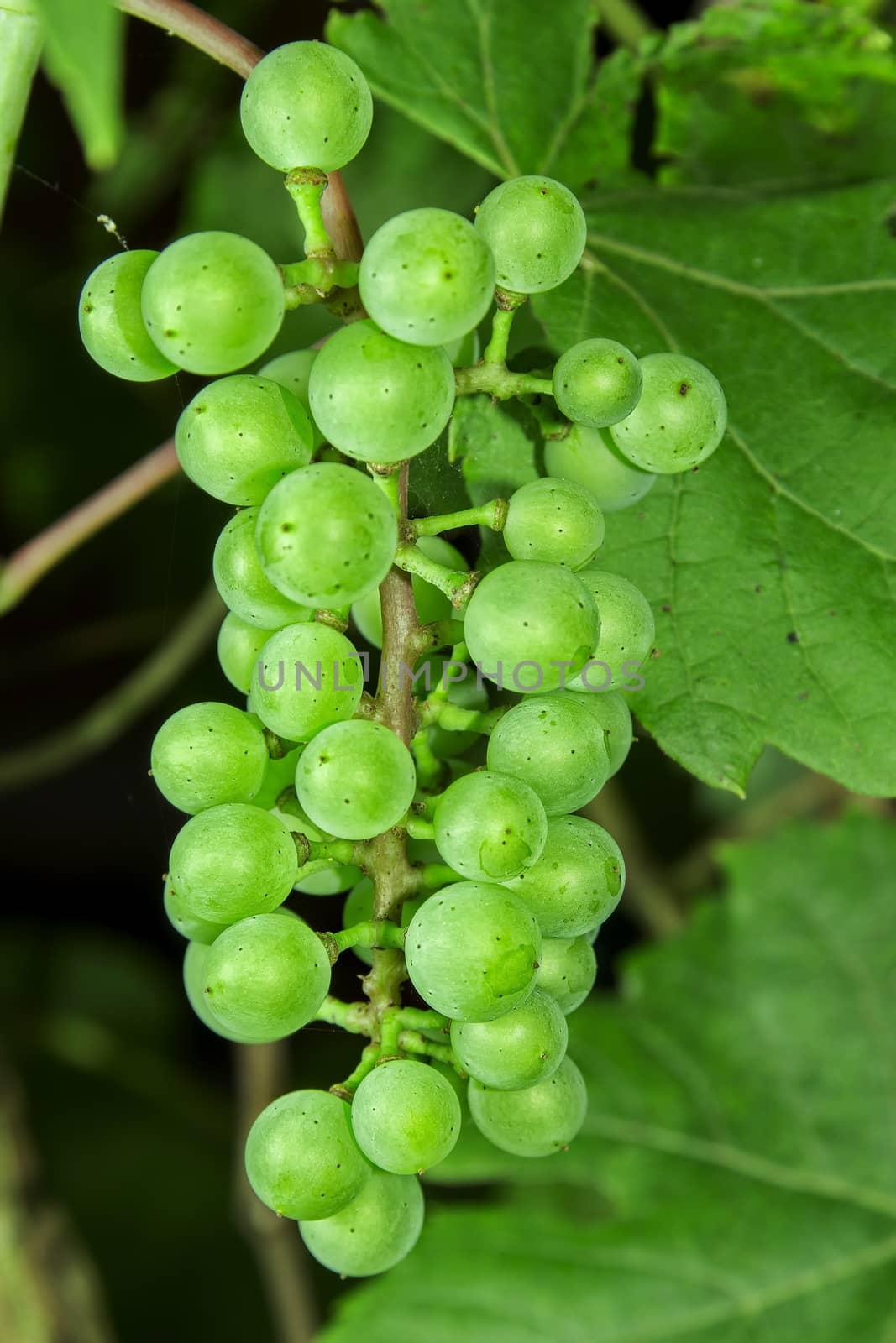 Ripe green grape wine on the bushes.