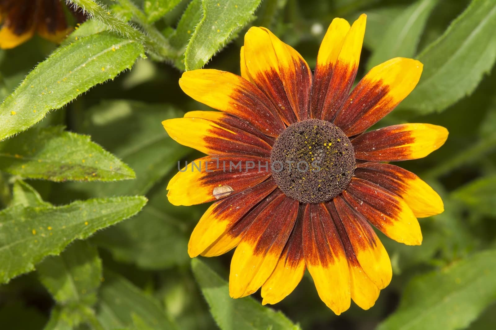 Nice flower with brown yellow blossom with blurred background.