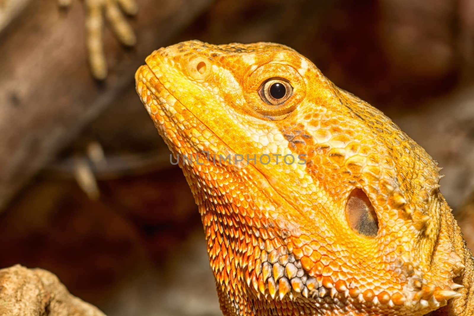 Detail of the head agamy in a terrarium