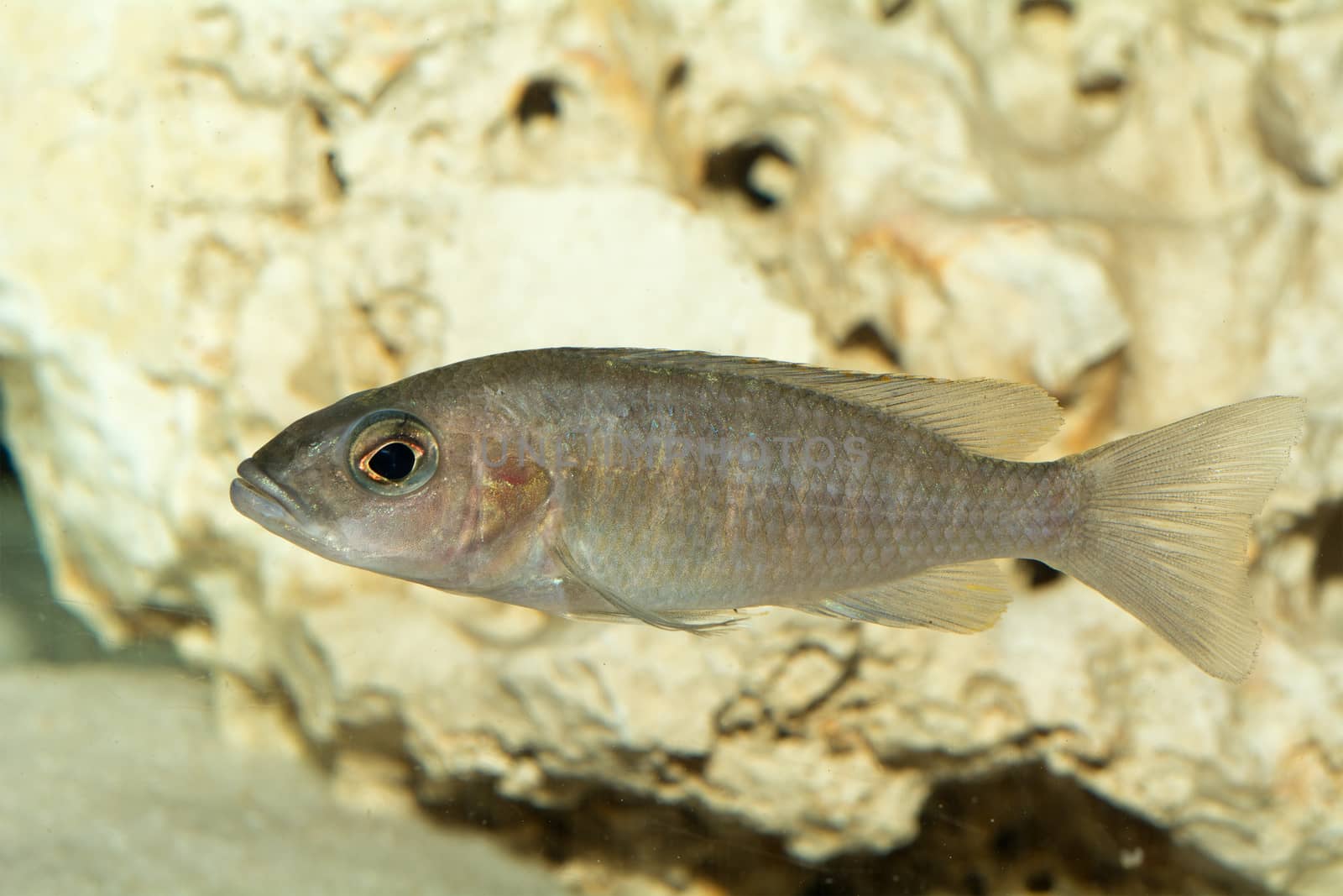 Aquarium cichlid fish from genus Aulonocara.