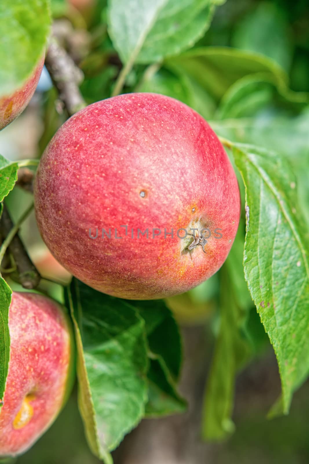 Beautiful red apple on a tree