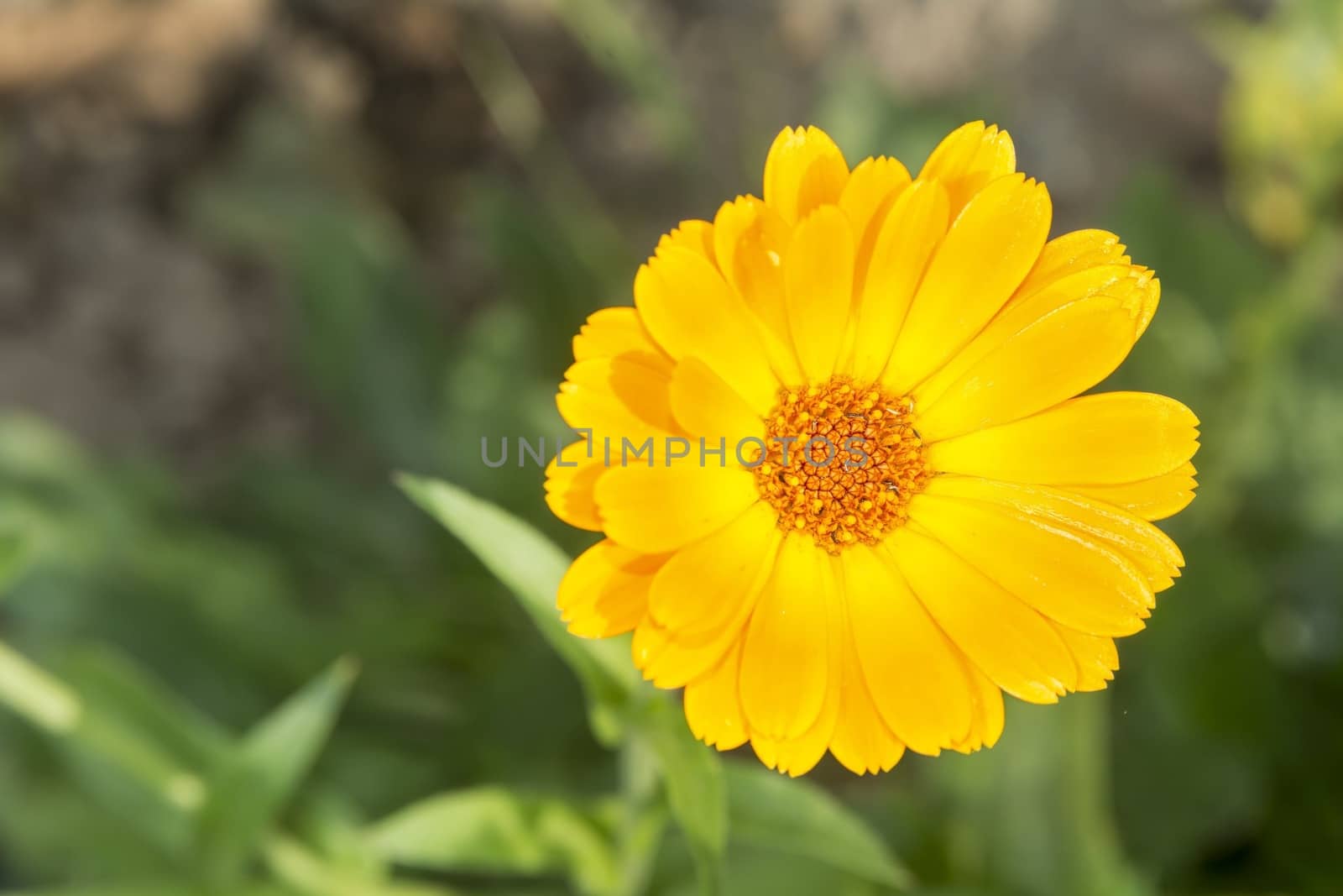 Nice flower with orange blossom with blurred background.