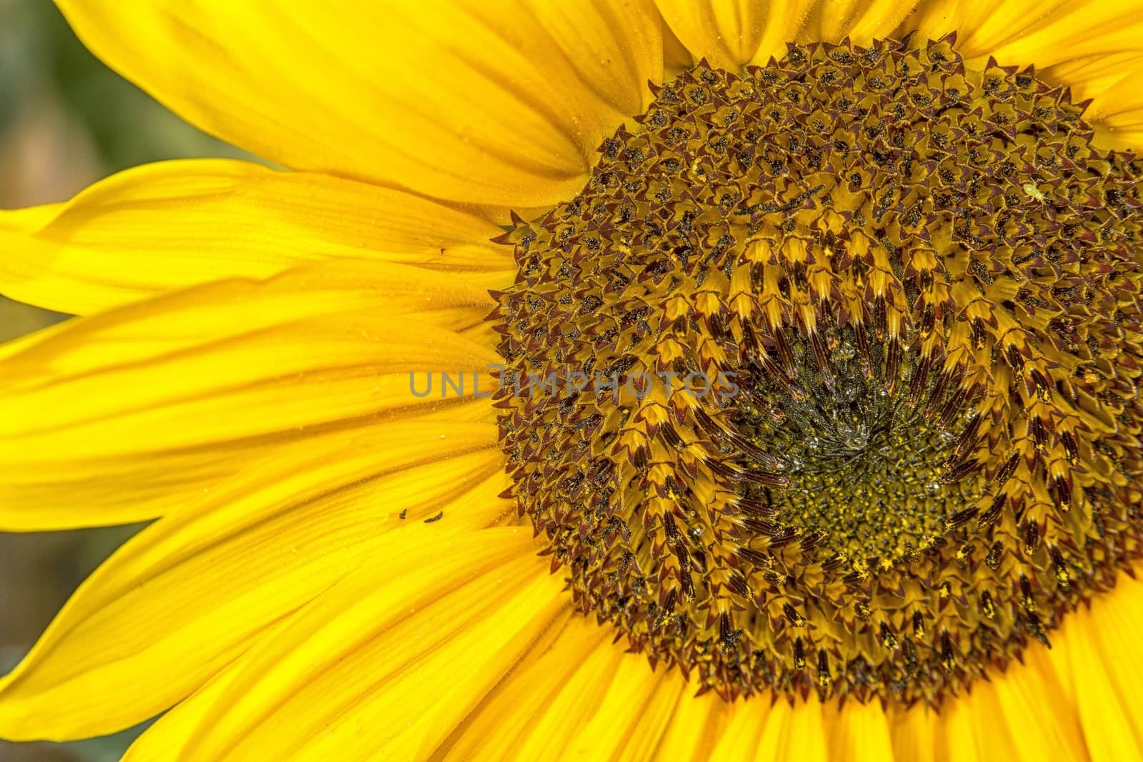 Detail of the blossom the sunflower.