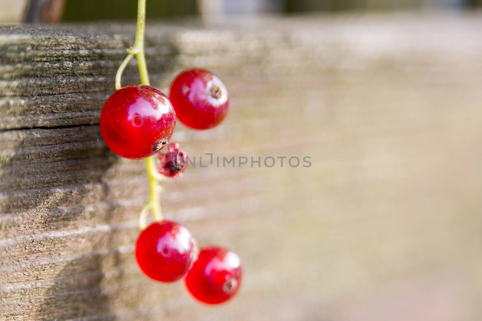 Four red currants with wooden blurred background.