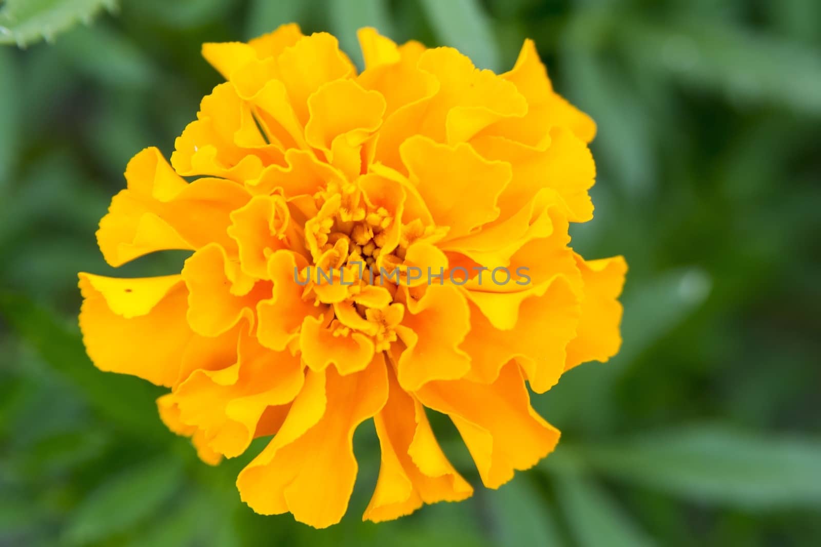 Nice flower with orange blossom with blurred background.