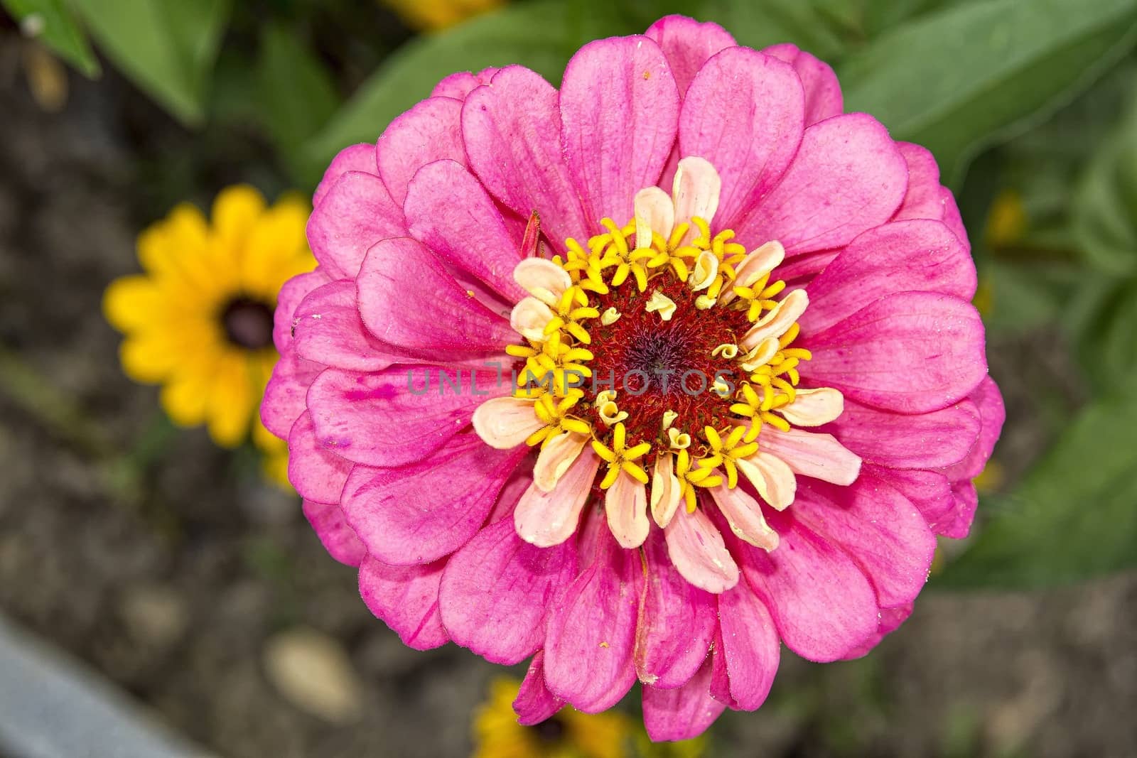 Nice zinia flower with pink blossom with blurred background.