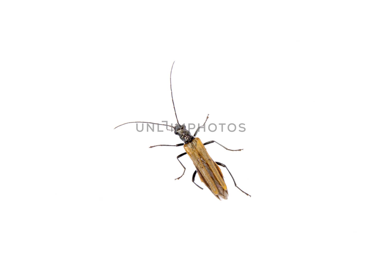 Brown insect isolated on the white background