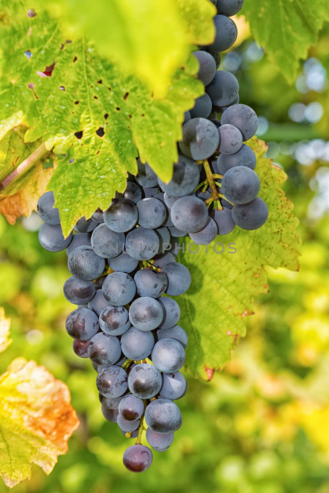 Matured grapes for good red wine