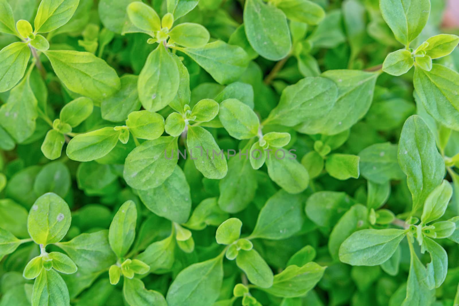 Closeup photo of home grown Marjoram in the garden