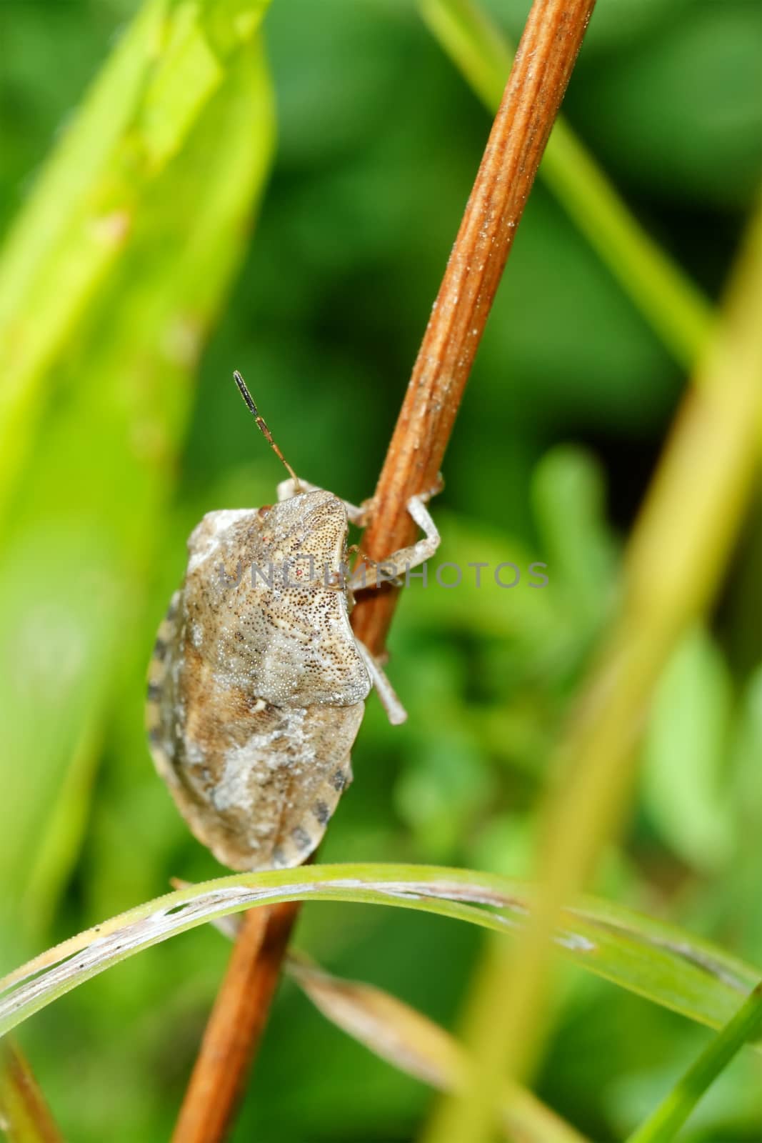 Brown shied bug sitting on the brown stem
