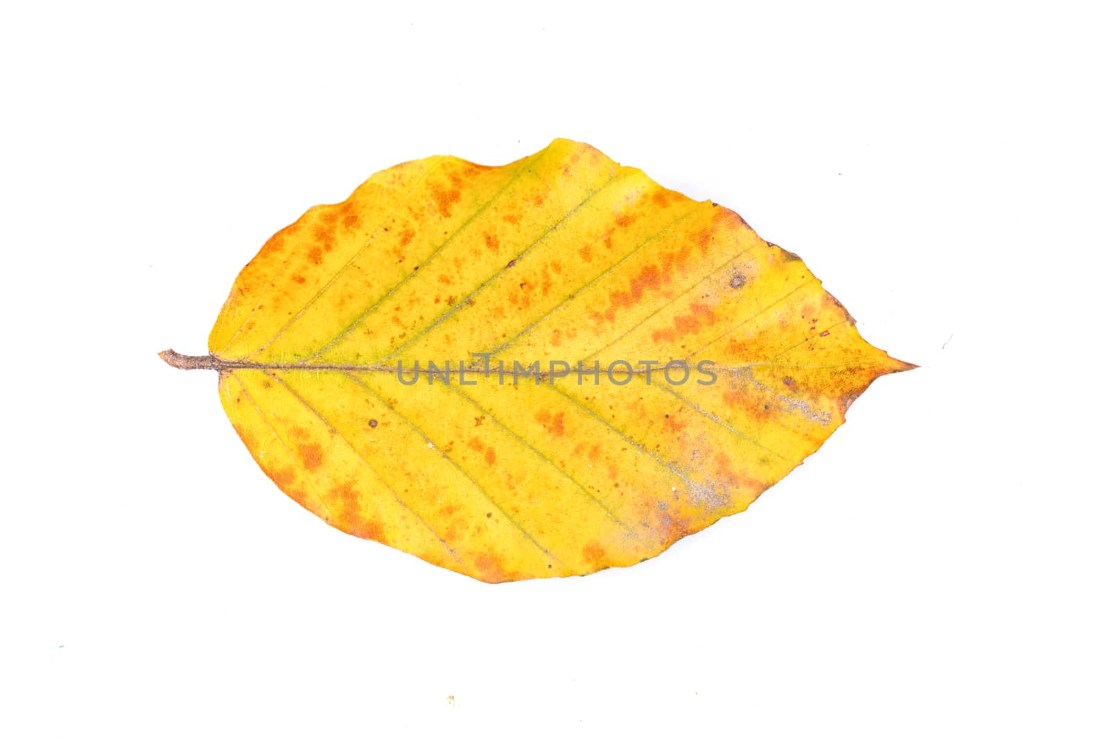 Colored leaf isolated on a white background