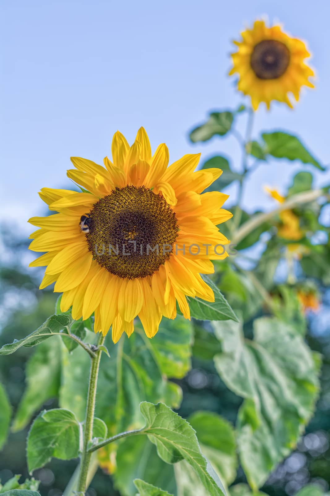 Sunflowers on a background of the blue sky