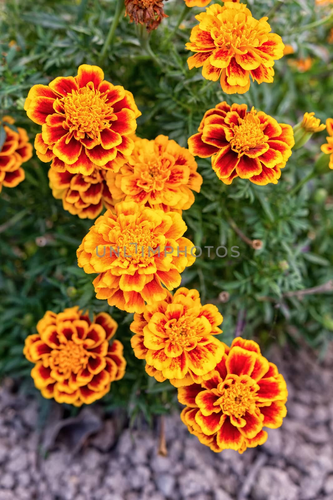 Yellow and orange marigold flowers in the garden in the fall