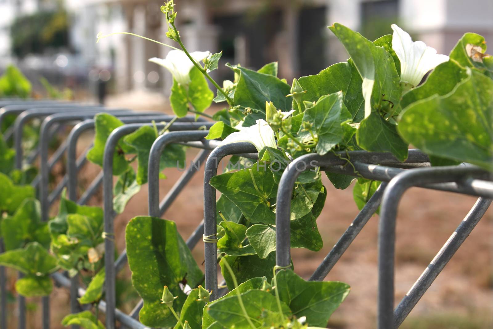 The abstract of the metal fence wire and plant