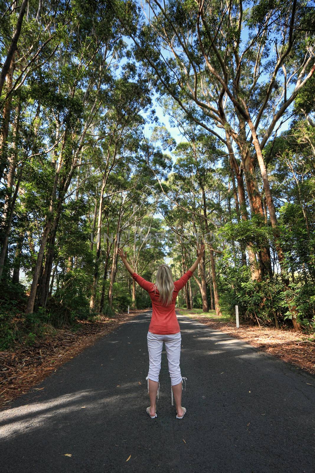 Standing among the tall gum trees on a remote country road by lovleah