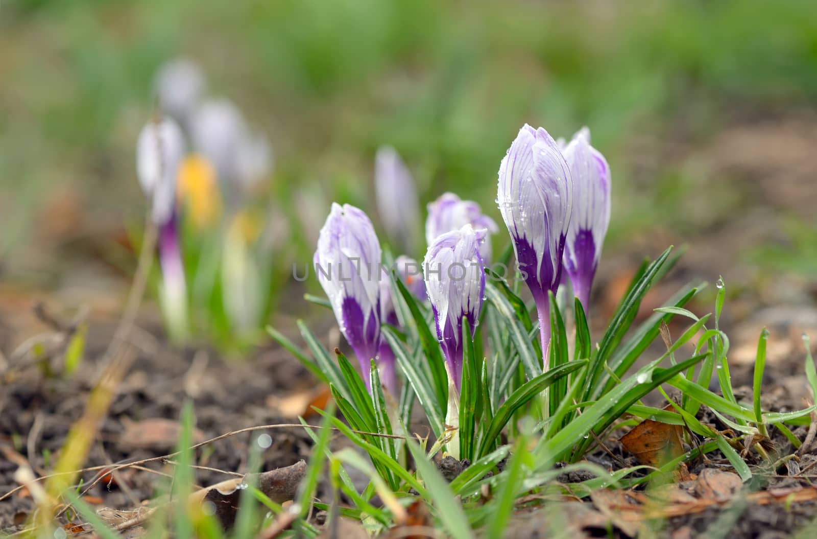 Wild crocus (Crocus tommasinianus) blooming in garden