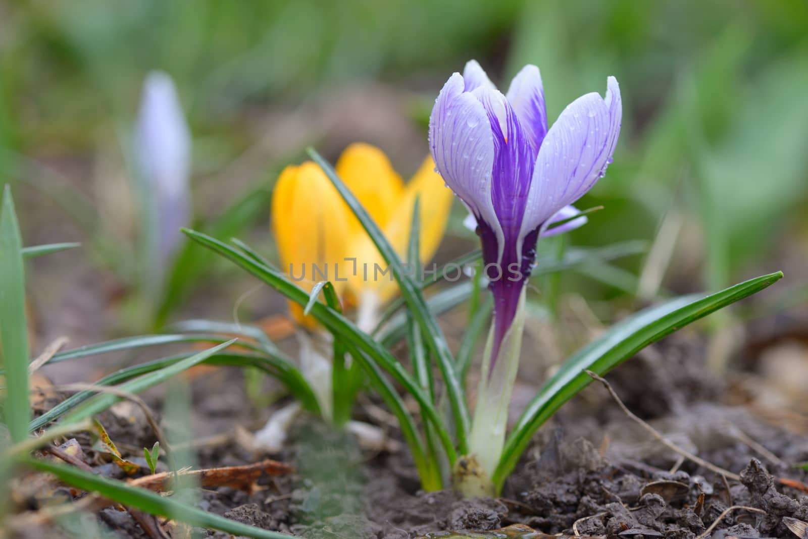 Wild crocus (Crocus tommasinianus) blooming in garden