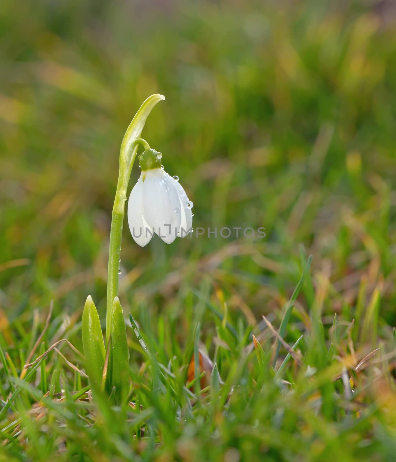 Single snowdrop flowers on filed