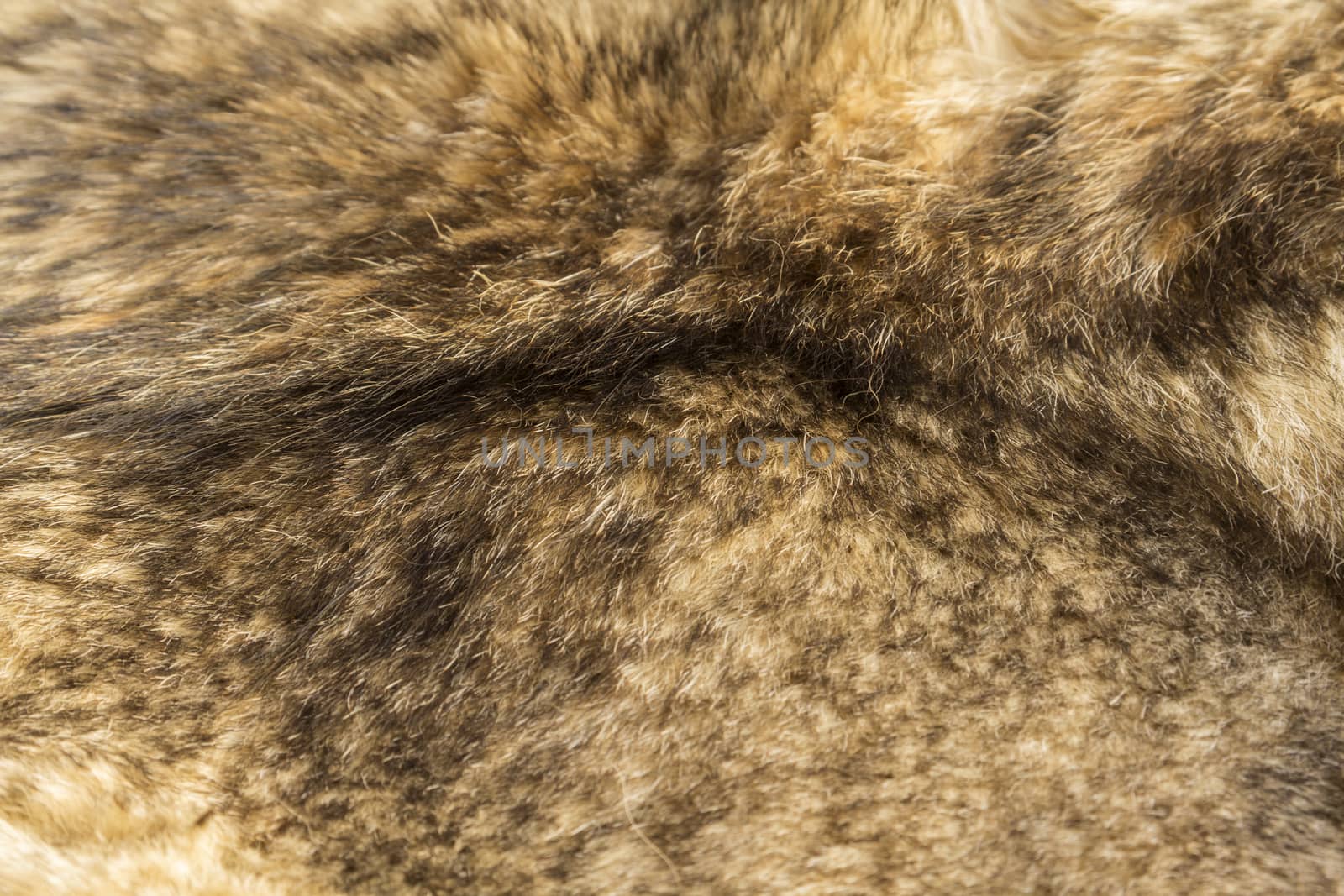 the background texture of the fur pelt of a wild Wolf