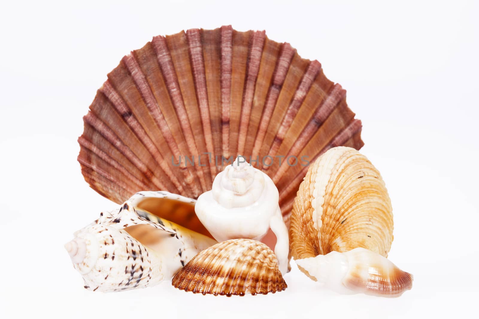 various kind of seashells on white background