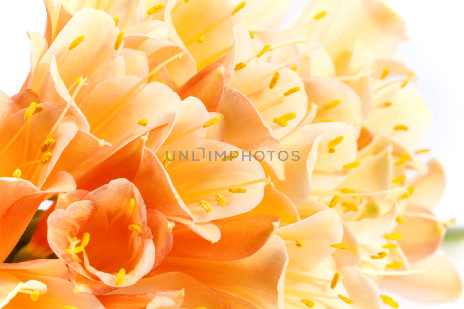 beautiful flowers of Clivia miniata, close up by mychadre77
