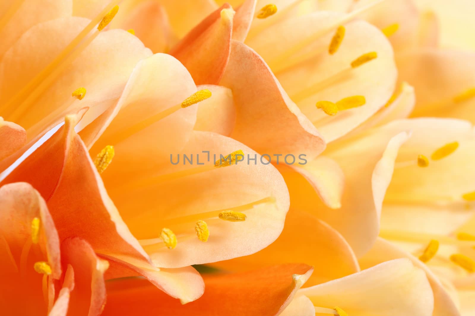 background of beautiful flowers of Clivia miniata, close up.