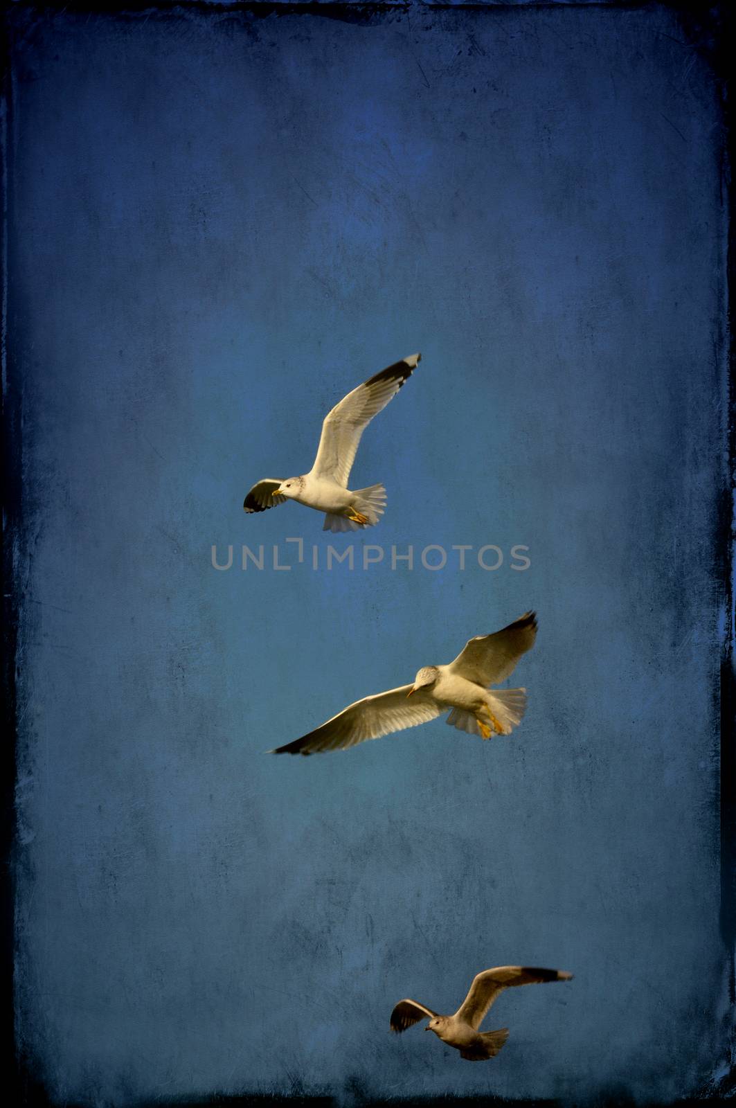 Textured image of three seagulls.