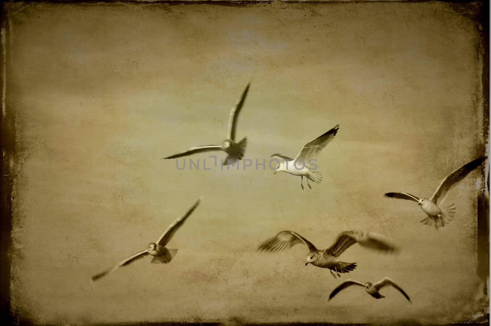 Seagulls in sepia, freedom in the sky.