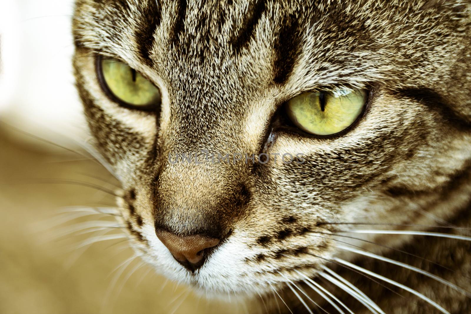 a close up shot of a striped cats face showing its green eyes and detail of fur
