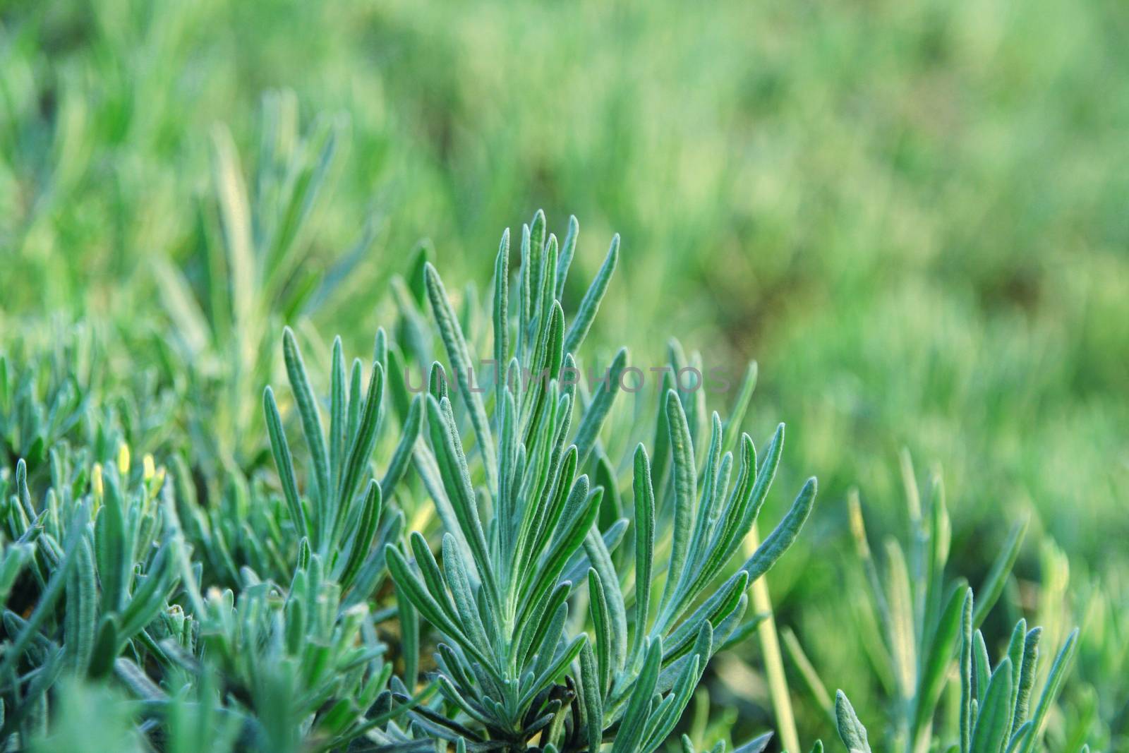 close up of fresh lavendar plant without flowers