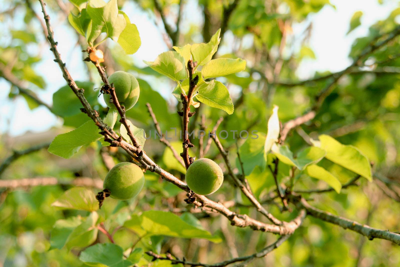 3 young apricot fruits growing on the branch of a tree