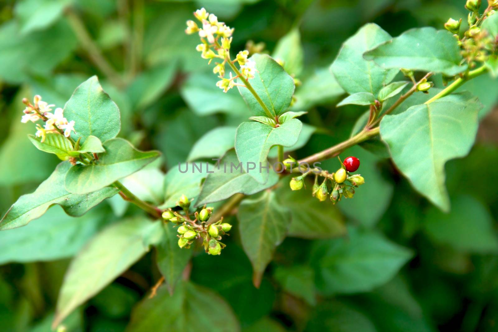 wild plant close up with hard green leaves and small white flowers and red berry