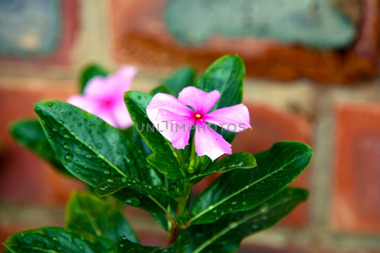 small pink flower up close with water droplets on its green leaves in front of a red facebrick wall