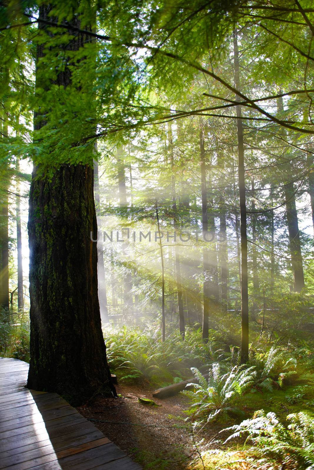 Wooden path through green forest at sunrise with fog and warm light