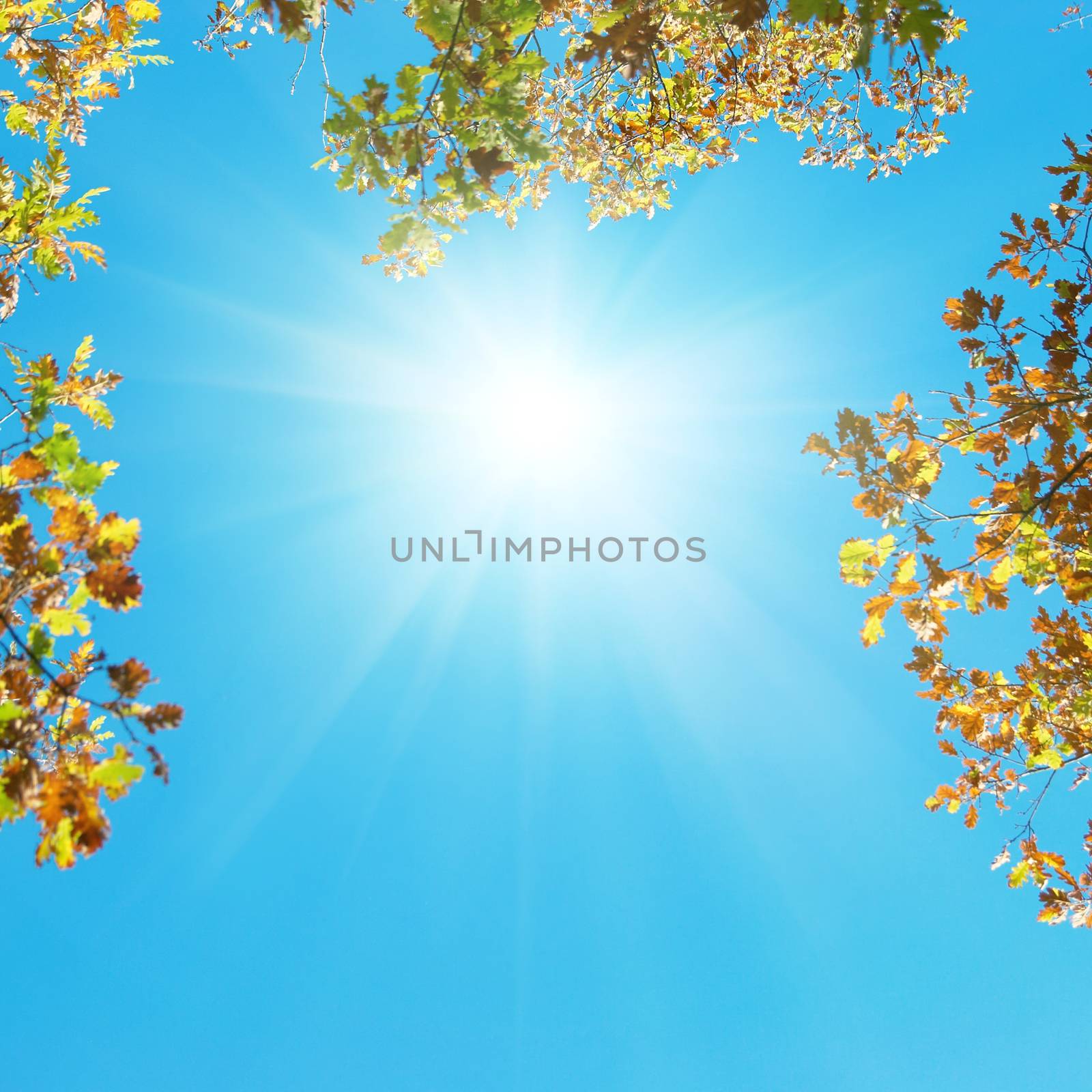 Autumn leaves with the blue sky background