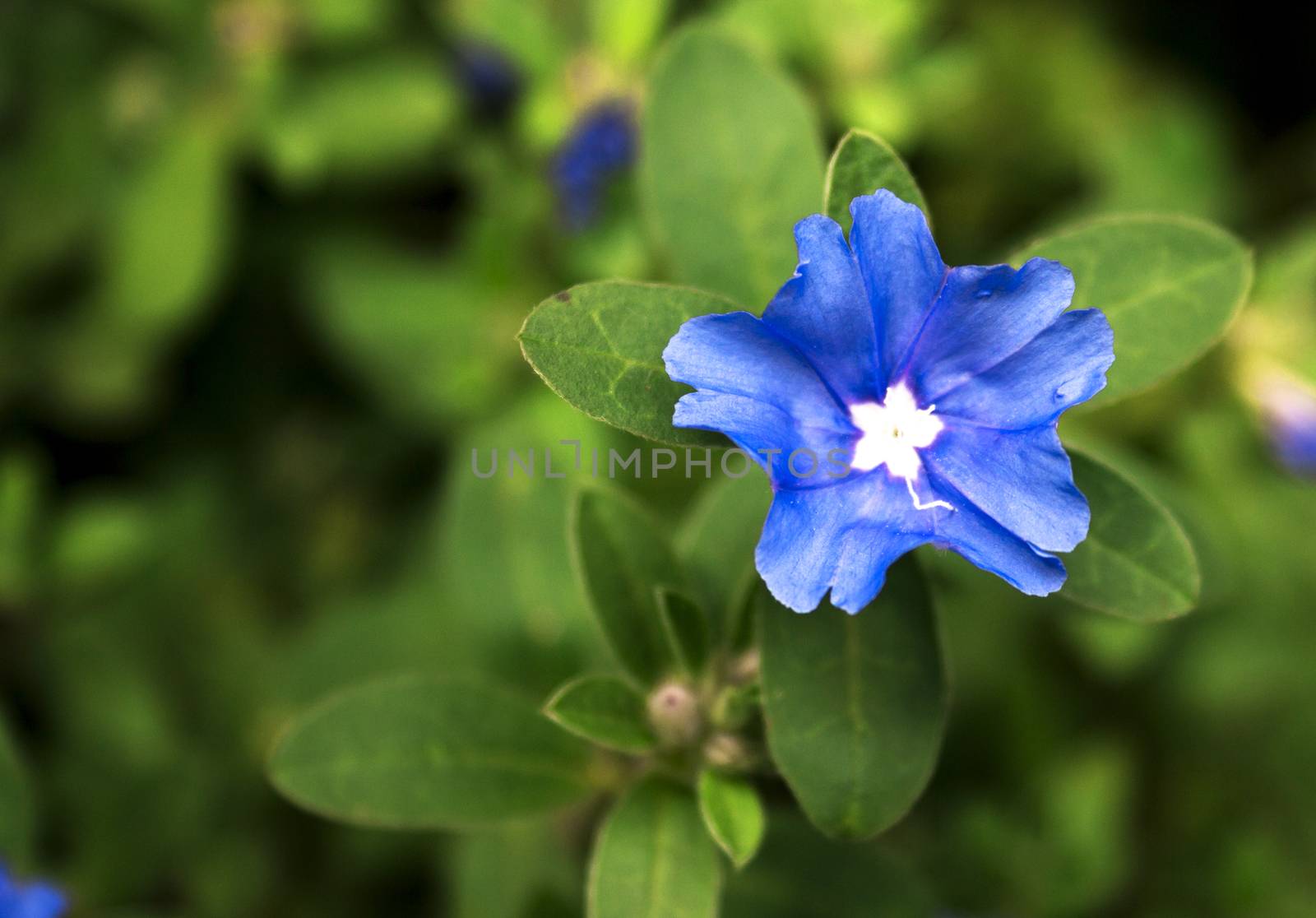 extreme close up of a stem of leaves and blue flower in garden