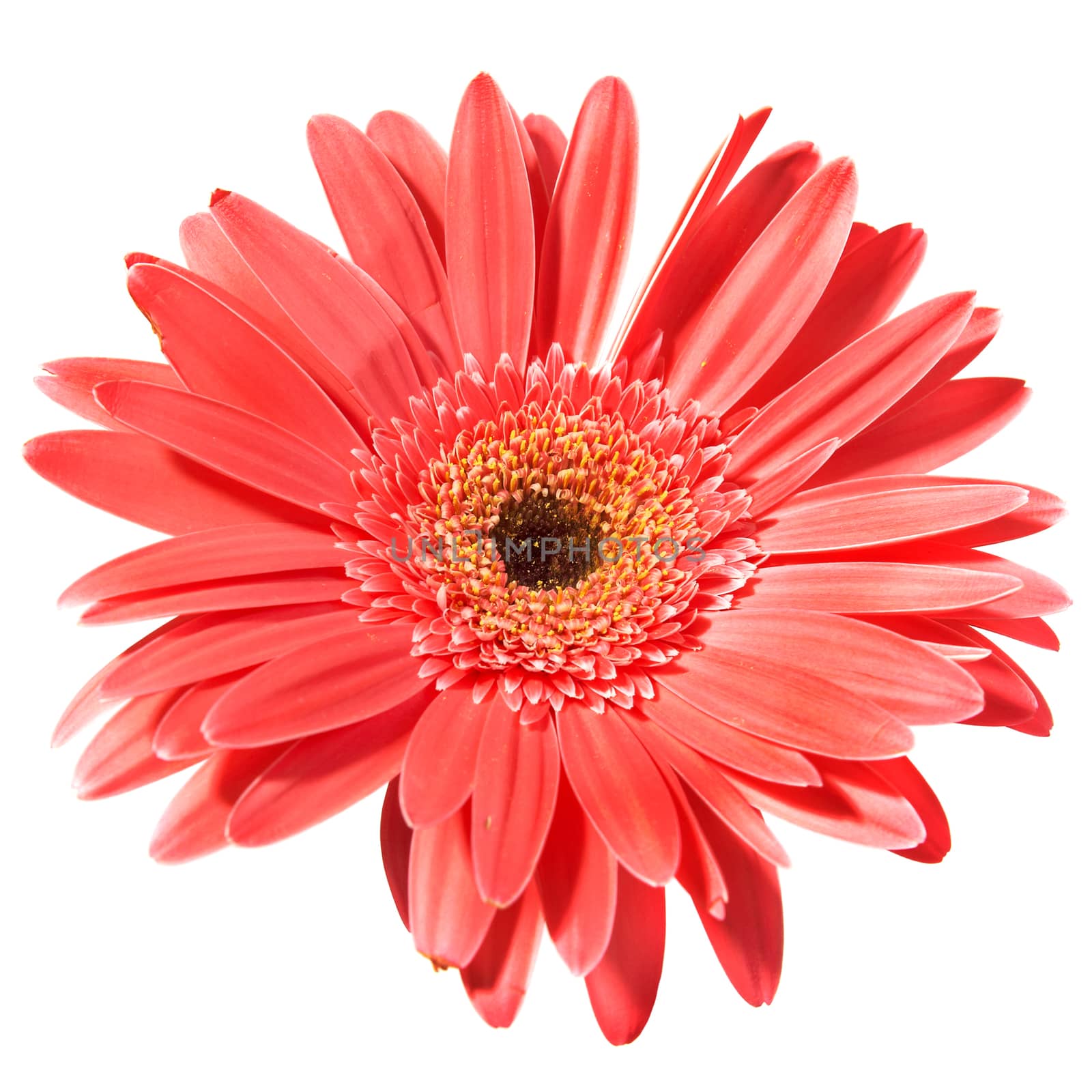 Red flower gerbera by vapi