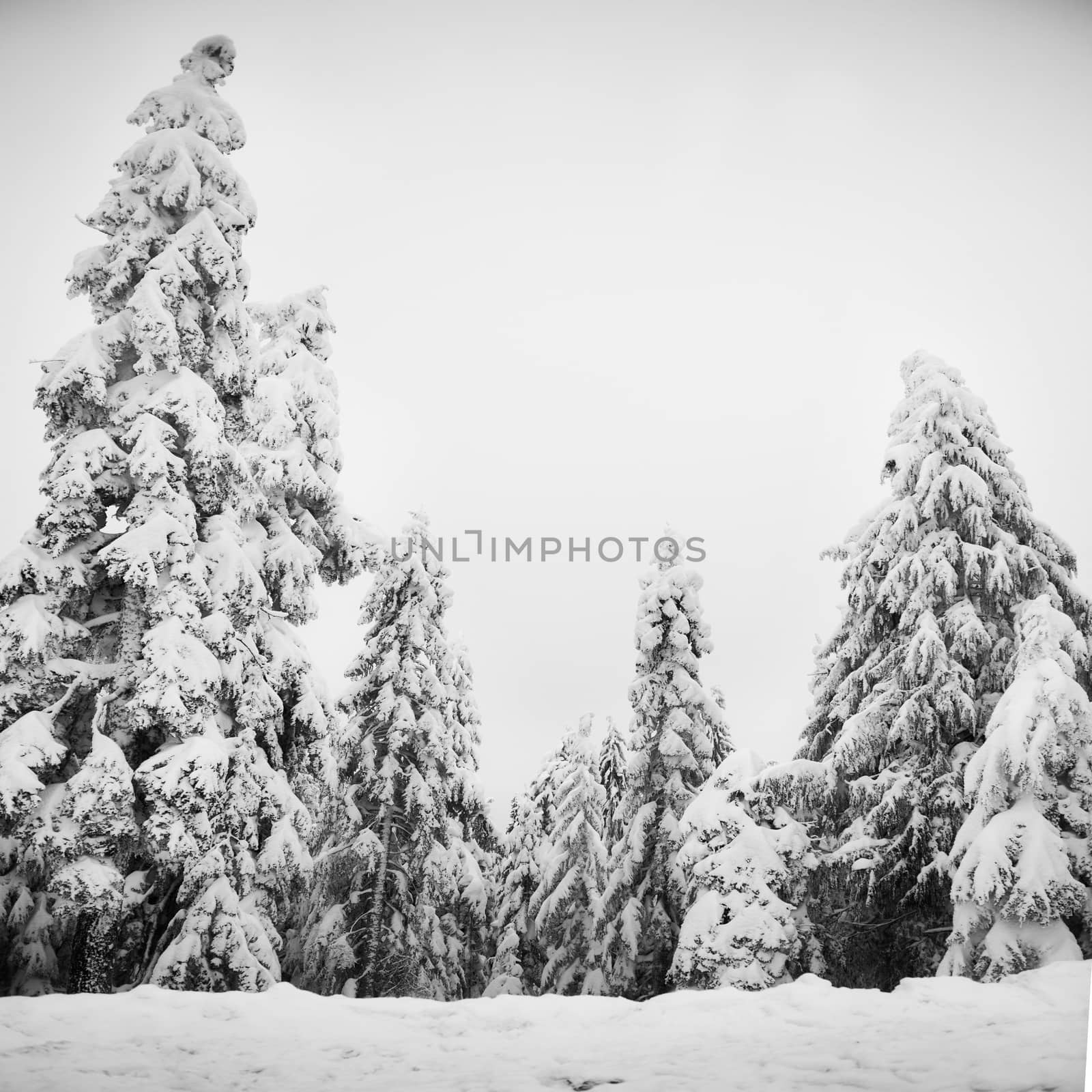 Pine trees covered with snow by vapi