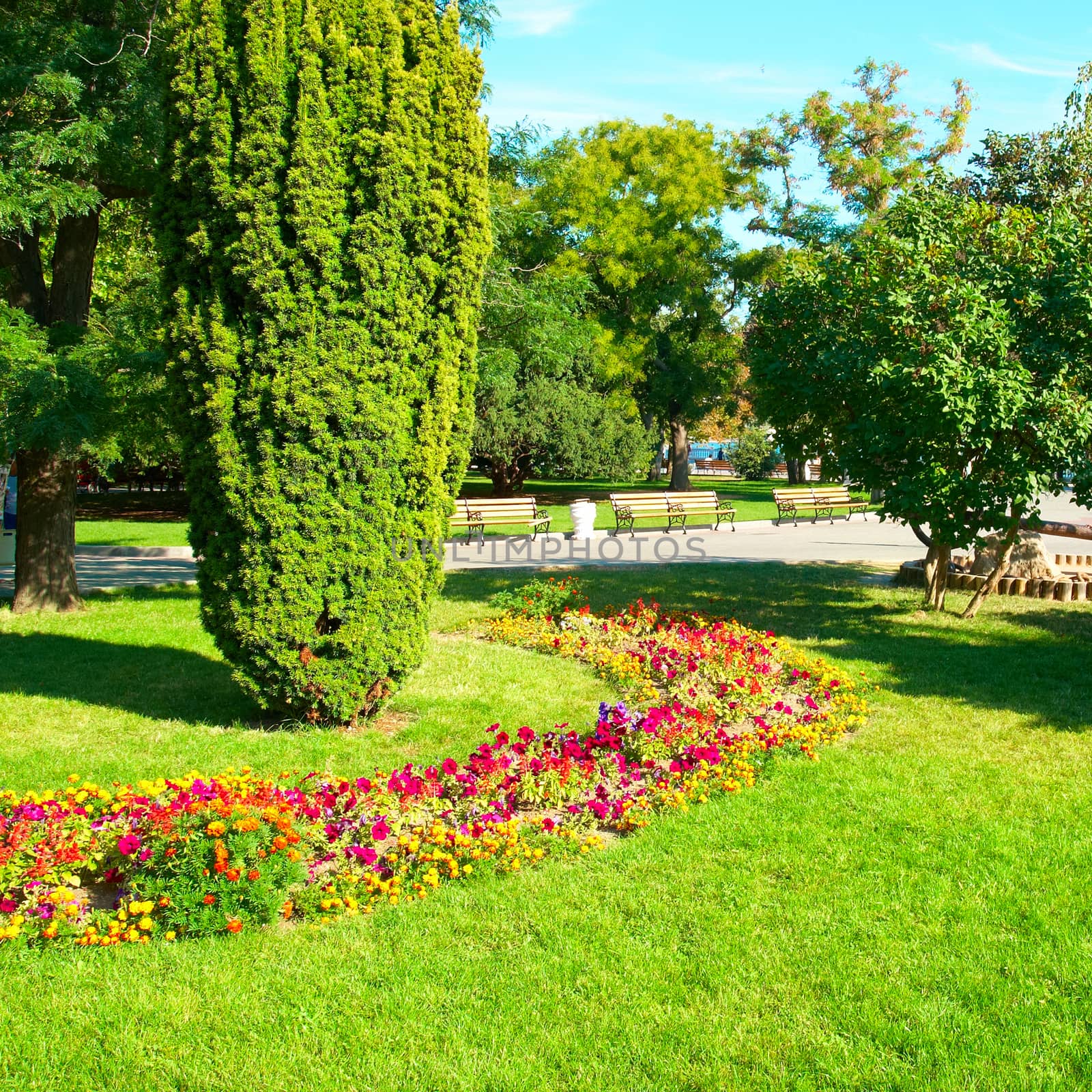 Green sunny park with flowers and trees