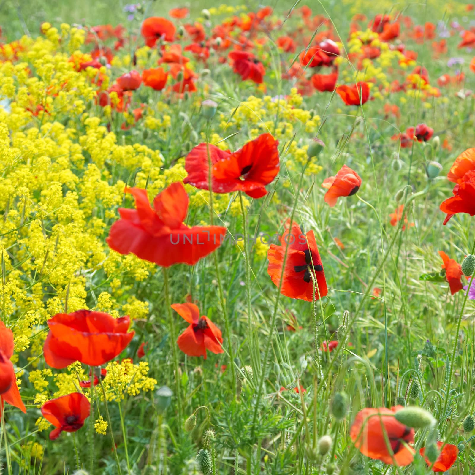 Field of poppies by vapi